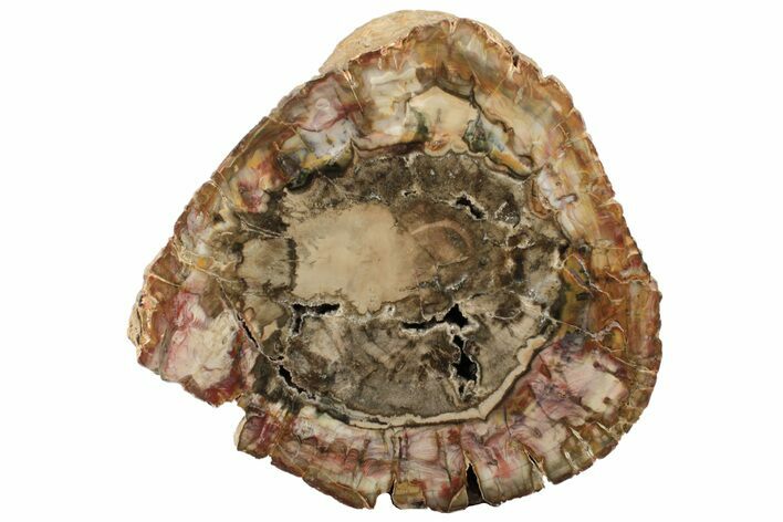 Wide Polished Petrified Wood (Araucaria) Log - Madagascar #199031